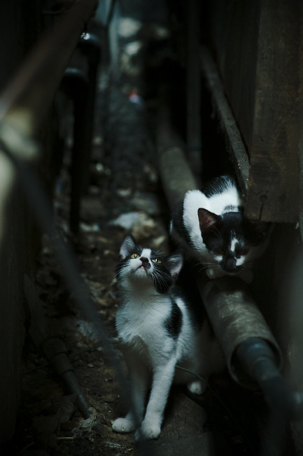 开云体育登录-卡马文加无解统治中场，拉齐奥强势晋级令AC米兰黯然出局